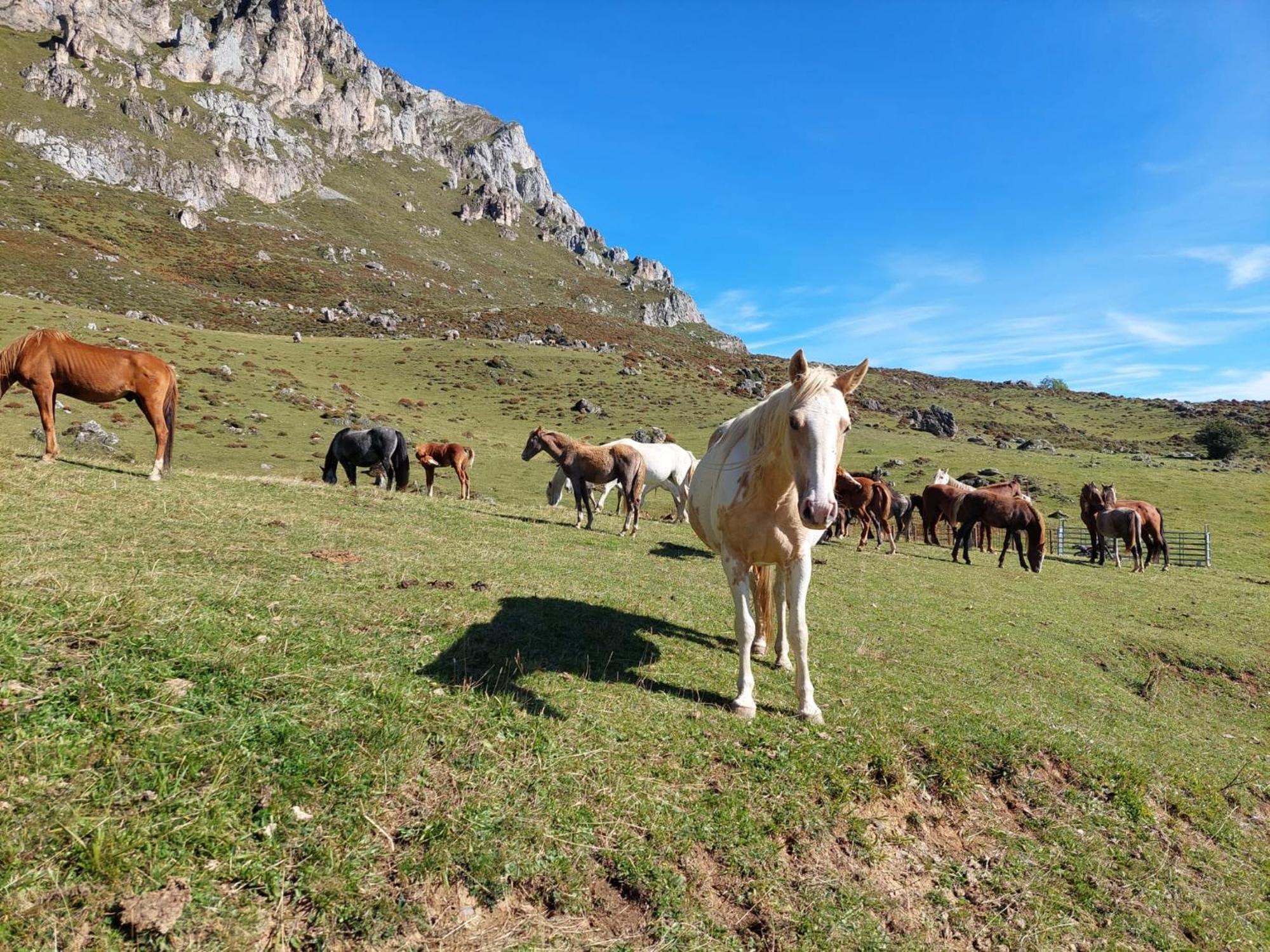 Hosteria Picos De Europa Potes Exterior photo
